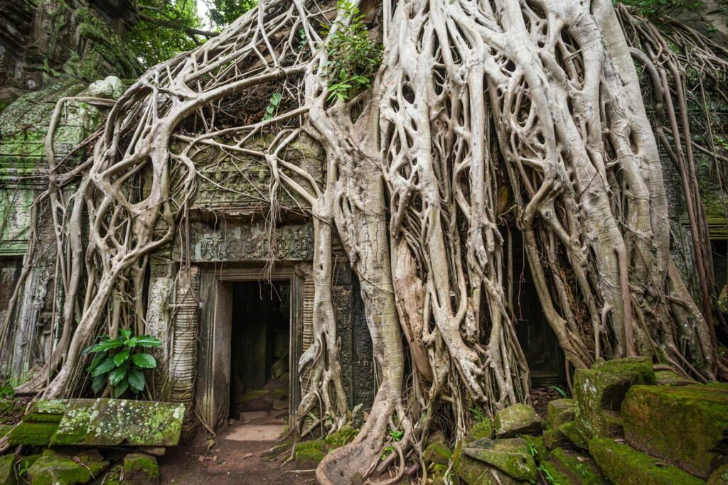 Ta prohm temple siem reap
