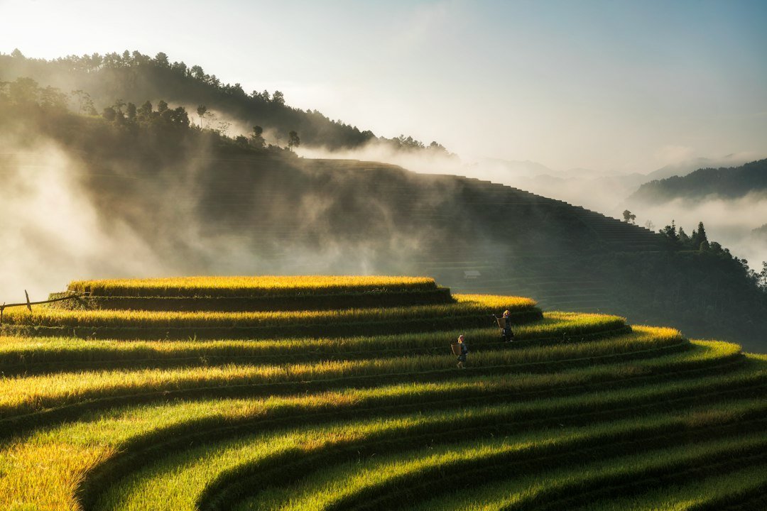 Golden rice terraces in Mu Cang Chai, Vietnam